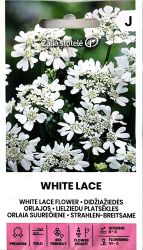 White Lace Flower Seeds